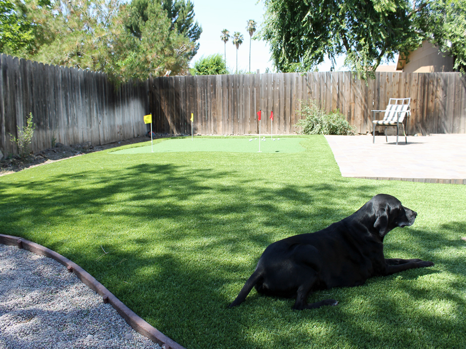 Grass Installation Village Park Hawaii Dog Grass Backyard