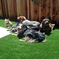 Artificial Grass Carpet Pukalani, Hawaii Dogs, Backyard Makeover