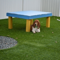 Fake Lawn Ainaloa, Hawaii Indoor Dog Park, Dog Kennels