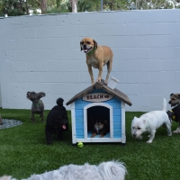 Faux Grass Kilauea, Hawaii Pet Paradise, Dog Kennels