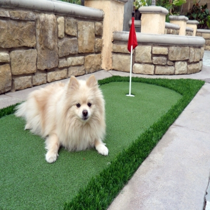 Artificial Grass Carpet Kailua, Hawaii Putting Greens, Backyard Landscaping