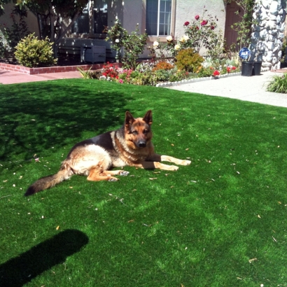 Fake Lawn Hawaiian Beaches, Hawaii Drainage, Dogs Park