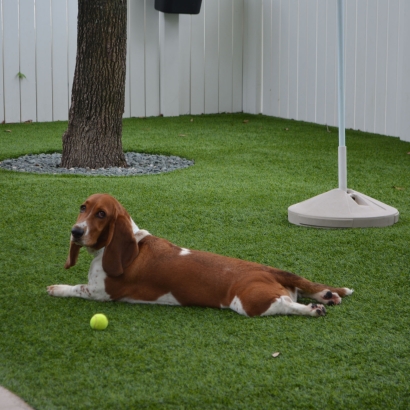 Grass Carpet Hawaiian Acres, Hawaii Artificial Turf For Dogs, Dog Kennels