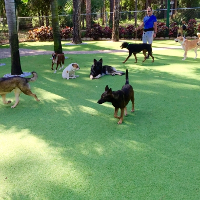 Synthetic Grass Lawai, Hawaii Dog Grass, Dog Kennels