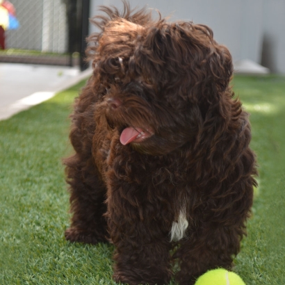 Synthetic Turf Kahaluu, Hawaii Drainage, Grass for Dogs