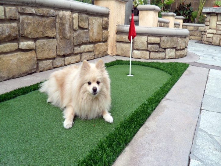 Artificial Grass Carpet Kailua, Hawaii Putting Greens, Backyard Landscaping