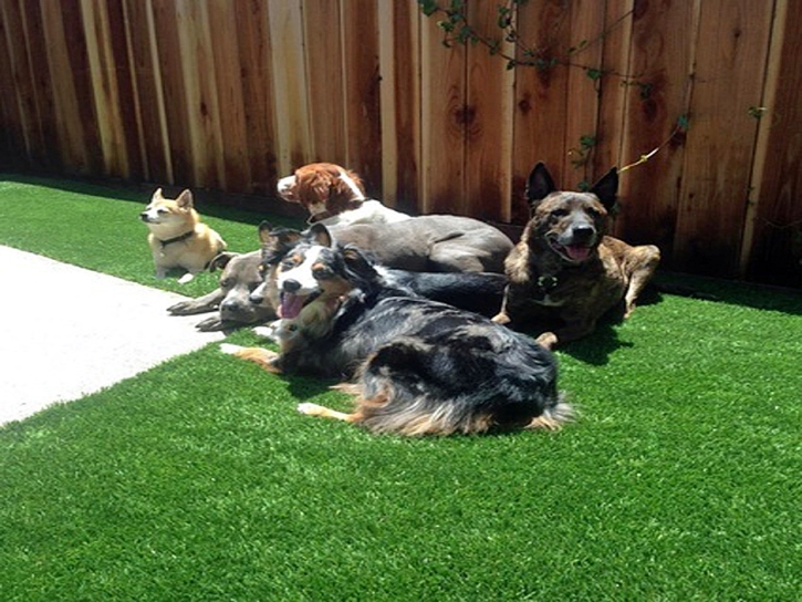 Artificial Grass Carpet Pukalani, Hawaii Dogs, Backyard Makeover