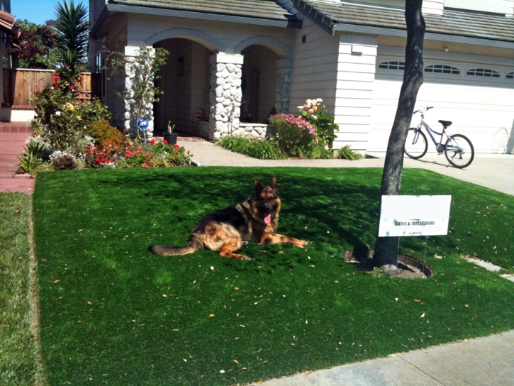 Artificial Grass Ewa Villages, Hawaii Landscape Ideas, Dogs Runs
