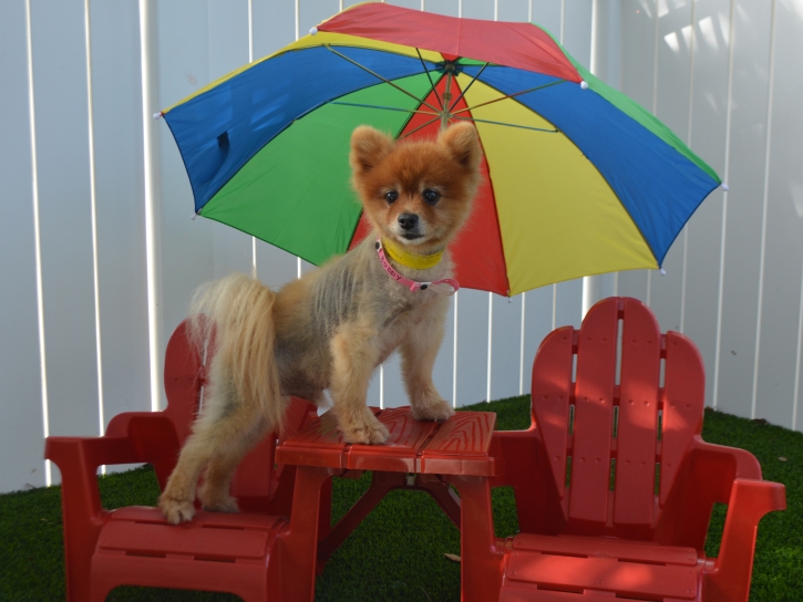 Artificial Turf Waimanalo, Hawaii Dog Running, Dog Kennels