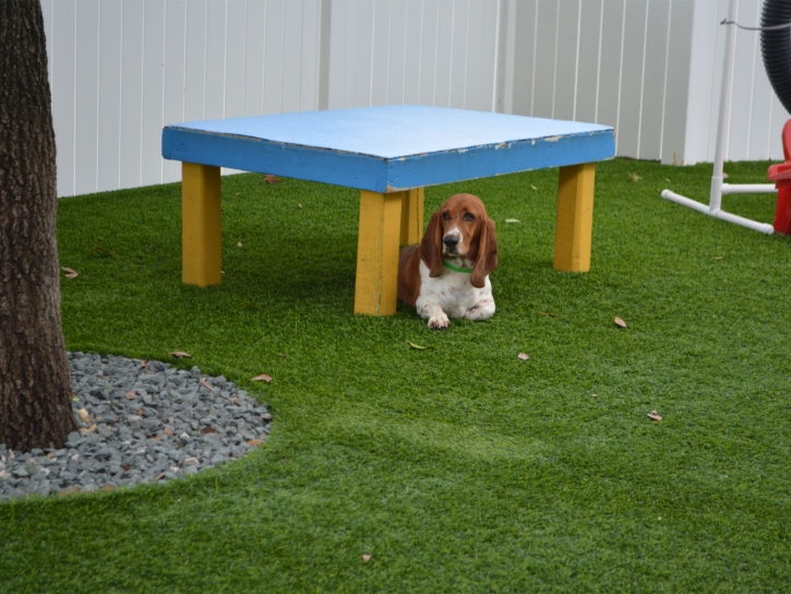 Fake Lawn Ainaloa, Hawaii Indoor Dog Park, Dog Kennels