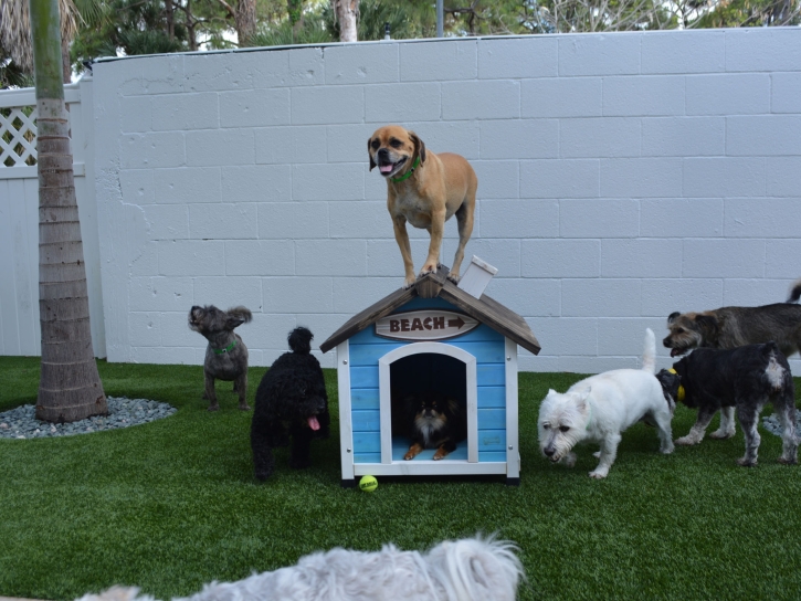 Faux Grass Kilauea, Hawaii Pet Paradise, Dog Kennels