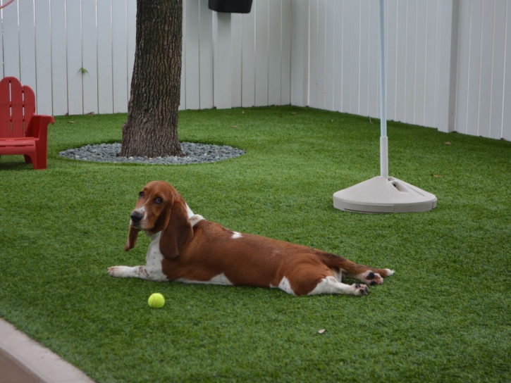 Grass Carpet Hawaiian Acres, Hawaii Artificial Turf For Dogs, Dog Kennels