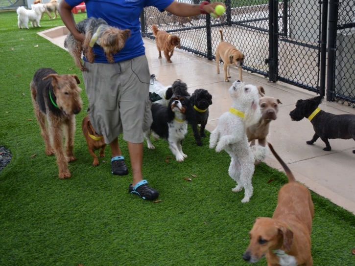 Lawn Services Pupukea, Hawaii Fake Grass For Dogs, Commercial Landscape