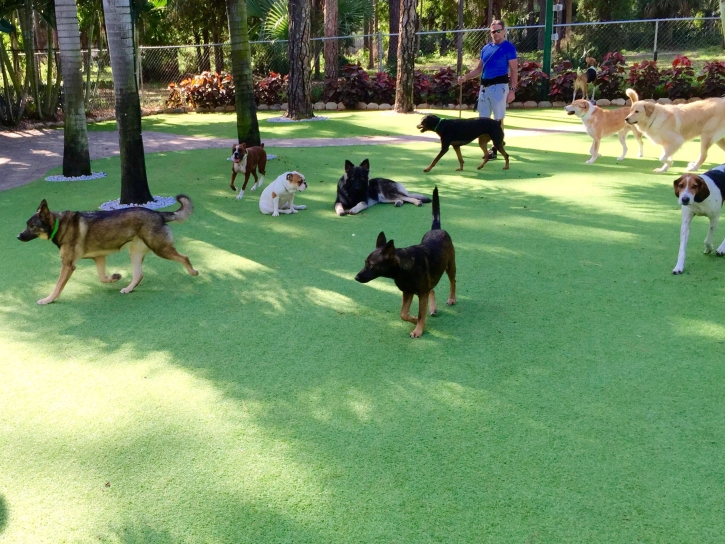 Synthetic Grass Lawai, Hawaii Dog Grass, Dog Kennels