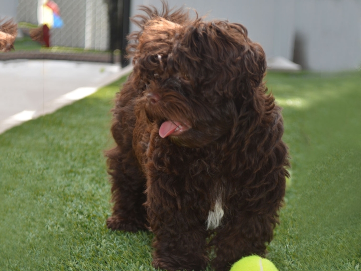 Synthetic Turf Kahaluu, Hawaii Drainage, Grass for Dogs